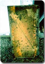 black mold toxic mold