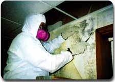 removing toxic mold allergens
