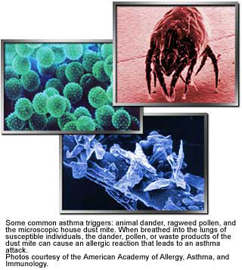 dust mites allergens indoor air quality