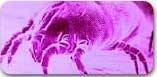 dust mites