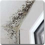 mold growth on the ceiling