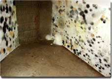 mold of the floors and walls