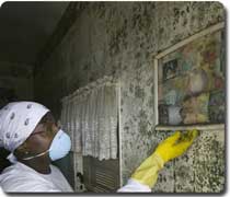 cleaning mold growth on the walls