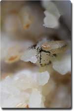 close up of mold spores