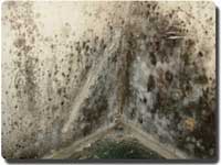black mold toxic mold
