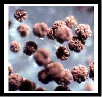 mold spores close up