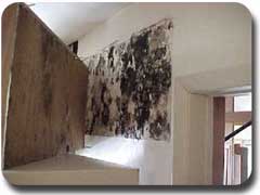 moldy cabinets